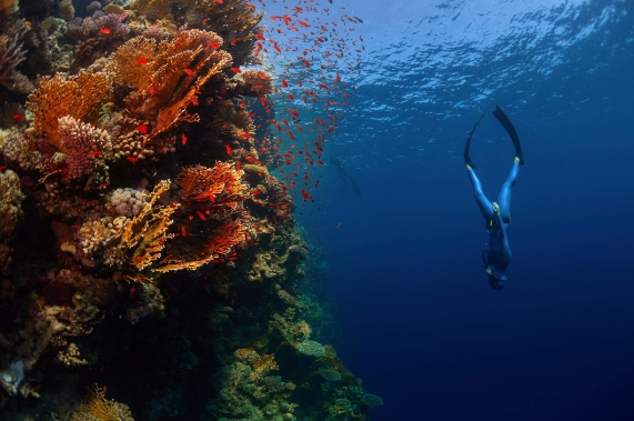 About Free Diving